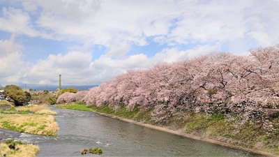 龍巌淵の桜[令和4年(2022年)4月1日]