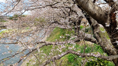 龍巌淵の桜[令和4年(2022年)4月1日]
