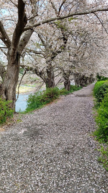 龍巌淵の桜[令和4年(2022年)4月1日]