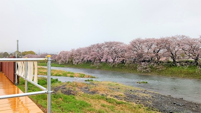 龍巌淵の桜[令和4年(2022年)4月3日]