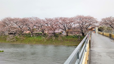 龍巌淵の桜[令和4年(2022年)4月3日]