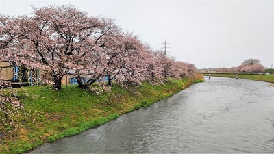 龍巌淵の桜[令和4年(2022年)4月3日]