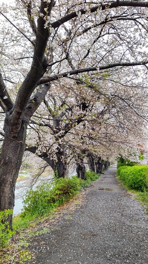 龍巌淵の桜[令和4年(2022年)4月3日]