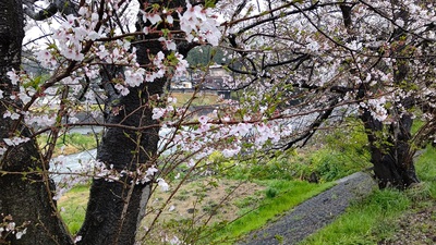龍巌淵の桜[令和4年(2022年)4月3日]