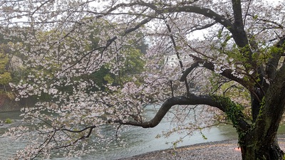 龍巌淵の桜[令和4年(2022年)4月3日]