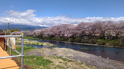 龍巌淵の桜[令和4年(2022年)4月5日]