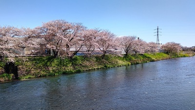 龍巌淵の桜[令和4年(2022年)4月5日]