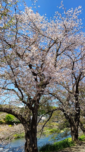 龍巌淵の桜[令和4年(2022年)4月5日]
