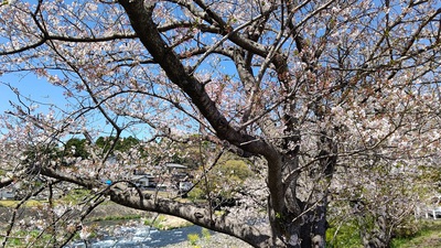 龍巌淵の桜[令和4年(2022年)4月5日]