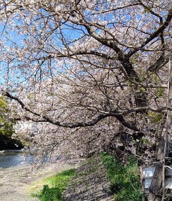 龍巌淵の桜[令和4年(2022年)4月5日]