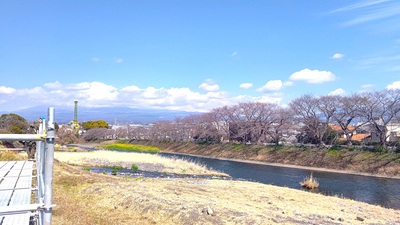 龍巌淵の桜[令和6年(2024年)　令和6年春の報告開始]