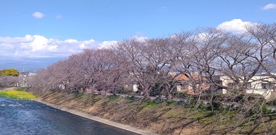 龍巌淵の桜[令和6年(2024年)　令和6年春の報告開始]