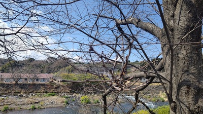 龍巌淵の桜[令和6年(2024年)　令和6年春の報告開始]