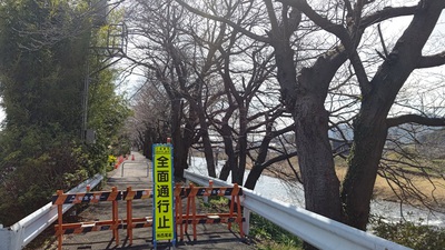 龍巌淵の桜[令和6年(2024年)　令和6年春の報告開始]