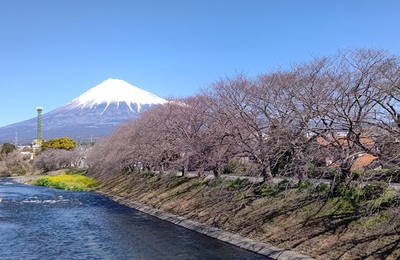 龍巌淵の桜[令和6年(2024年)3月18日]
