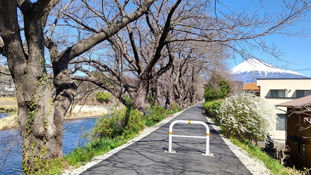 龍巌淵の桜[令和6年(2024年)3月18日]