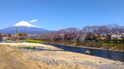 龍巌淵の桜[令和6年(2024年)3月22日]