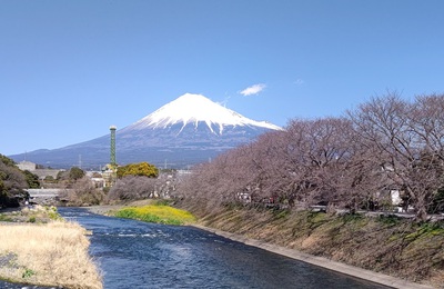 龍巌淵の桜[令和6年(2024年)3月22日]