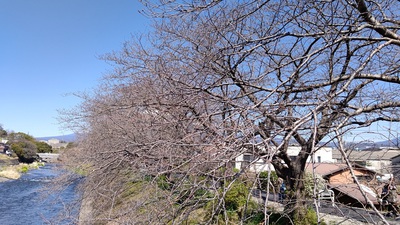 龍巌淵の桜[令和6年(2024年)3月22日]