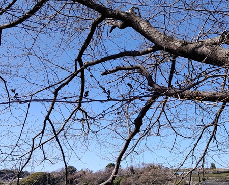 龍巌淵の桜[令和6年(2024年)3月22日]