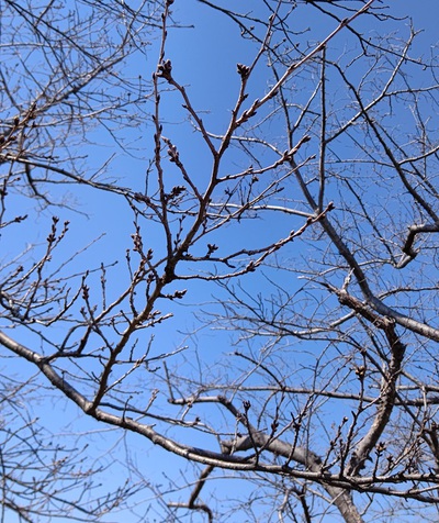 龍巌淵の桜[令和6年(2024年)3月22日]