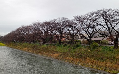 龍巌淵の桜[令和6年(2024年)3月23日]
