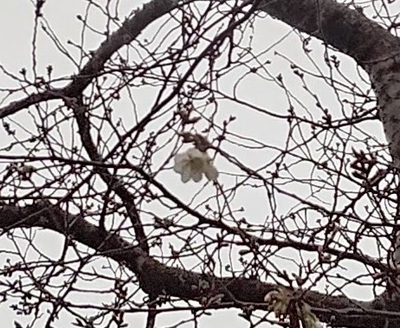 龍巌淵の桜[令和6年(2024年)3月23日]