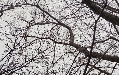 龍巌淵の桜[令和6年(2024年)3月23日]