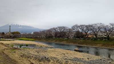 龍巌淵の桜[令和6年(2024年)3月24日]