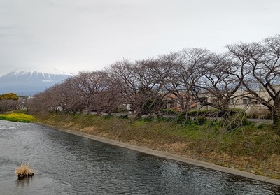 龍巌淵の桜[令和6年(2024年)3月24日]