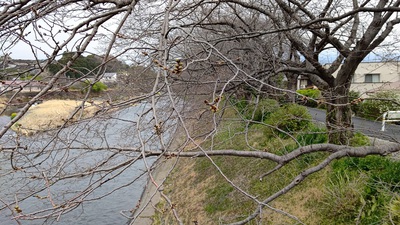 龍巌淵の桜[令和6年(2024年)3月24日]