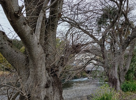 龍巌淵の桜[令和6年(2024年)3月24日]