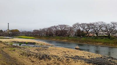 龍巌淵の桜[令和6年(2024年)3月25日]