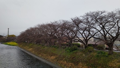 龍巌淵の桜[令和6年(2024年)3月25日]