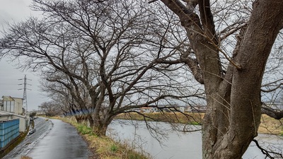 龍巌淵の桜[令和6年(2024年)3月25日]