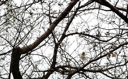 龍巌淵の桜[令和6年(2024年)3月25日]