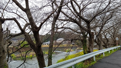 龍巌淵の桜[令和6年(2024年)3月25日]