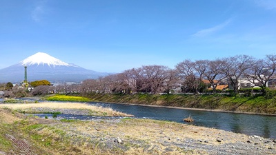龍巌淵の桜[令和6年(2024年)3月30日]