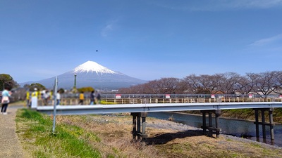 龍巌淵の桜[令和6年(2024年)3月30日]