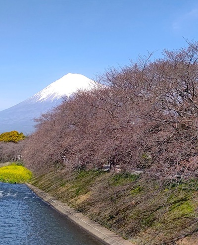 龍巌淵の桜[令和6年(2024年)3月30日]
