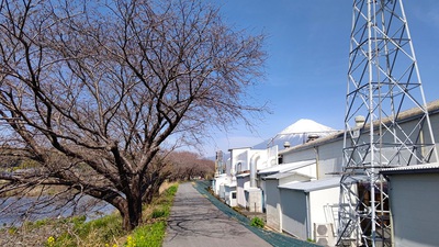 龍巌淵の桜[令和6年(2024年)3月30日]