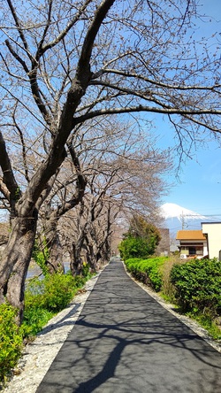龍巌淵の桜[令和6年(2024年)3月30日]