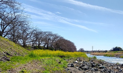 龍巌淵の桜[令和6年(2024年)3月30日]