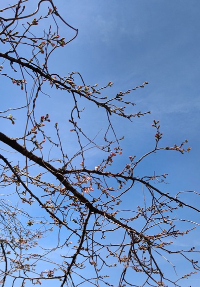 龍巌淵の桜[令和6年(2024年)3月30日]
