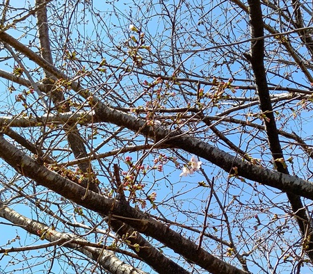 龍巌淵の桜[令和6年(2024年)3月30日]