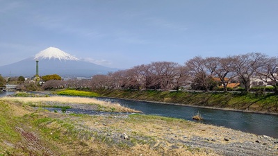 龍巌淵の桜[令和6年(2024年)3月31日]