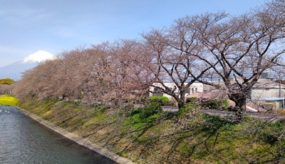 龍巌淵の桜[令和6年(2024年)3月31日]