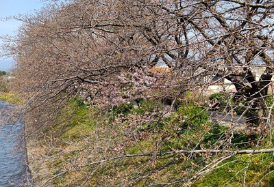 龍巌淵の桜[令和6年(2024年)3月31日]