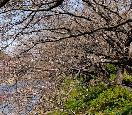 龍巌淵の桜[令和6年(2024年)3月31日]