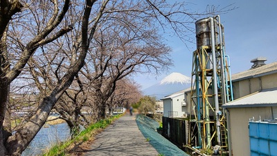 龍巌淵の桜[令和6年(2024年)3月31日]